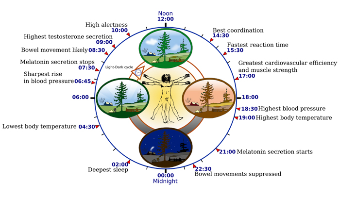 Learn how to sleep better by understanding the circadian rhythm